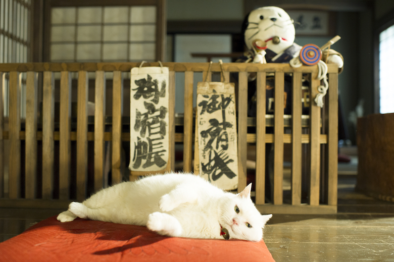 猫侍「玉之丞」写真集| Seki Yuka - Official Site