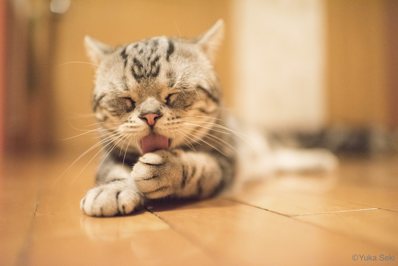 0322_3 初のベスト写真集『ねこうらら』刊行しました