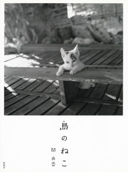 島のねこ