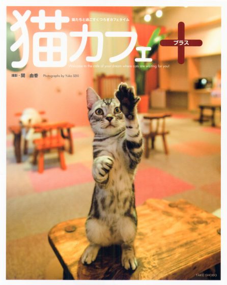 猫カフェ＋