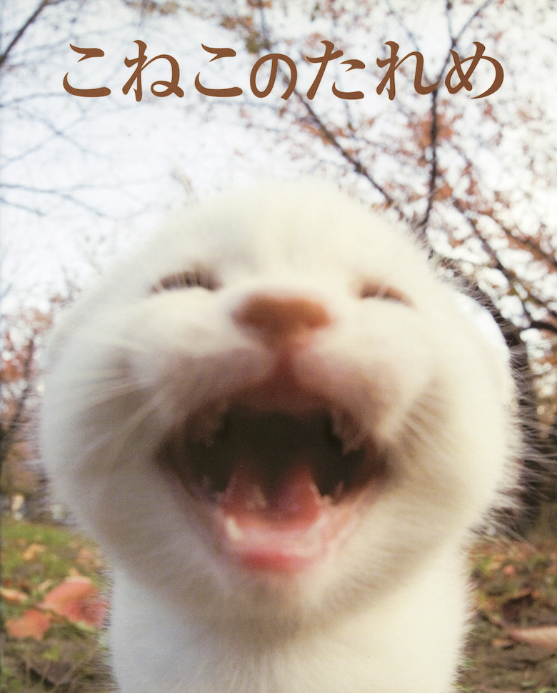 こねこのたれめ