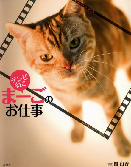 テレビねこ まーごのお仕事