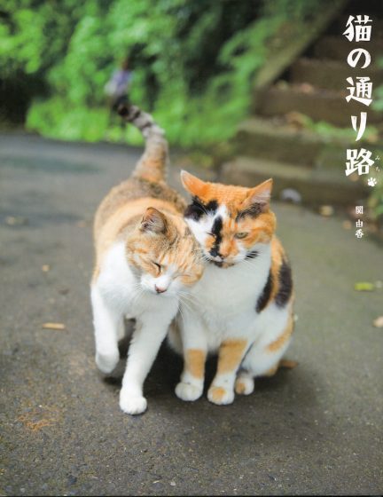 猫の通り路
