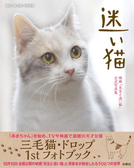 迷い猫