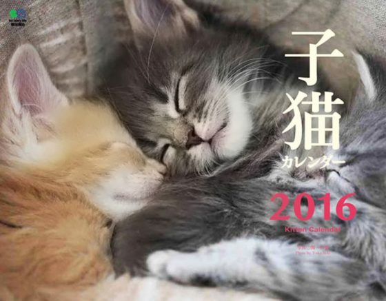 2016年 子猫カレンダー